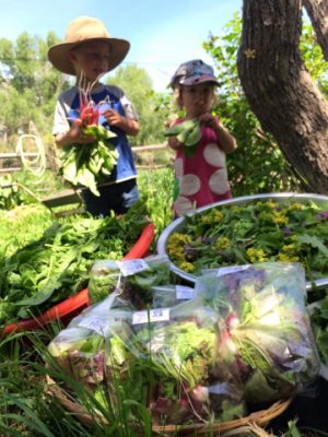 Nan Slingerland and Karen Mott harvesting in the garden in Lander